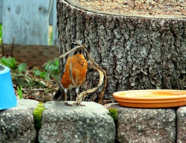 Robin, American (FIRST Nesting Behavior Sighted) 